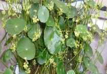 金钱草开花后怎么多久？