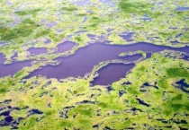 蓝藻是植物吗？