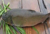 钓青鱼的最佳时间 附钓位选择和饵料配置