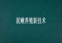 泥鳅养殖新技术