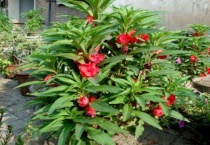 凤仙花的花包括哪些部分