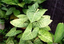 合果芋种类有哪些？