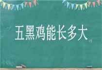 五黑鸡能长多大