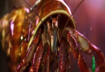 寄居蟹换壳的秘密 寄居蟹的换壳既是斗争也是交易