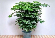 绿宝树的寓意是什么？