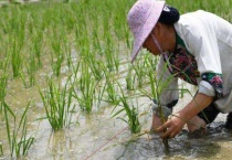 影响扦插成活的因素有哪些？