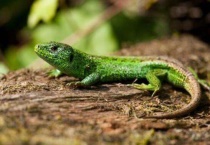 蜥蜴是两栖动物吗？