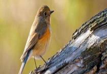 鸟类泄殖腔是什么？