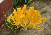 忽地笑花有毒吗？