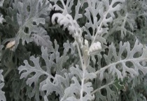 银叶菊有毒吗？