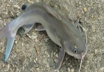 鲇鱼和鲶鱼的区别？ 怎样钓鲶鱼