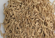 太子参种子价格及种植方法 附播种多久？