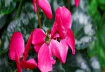 仙客来和蝴蝶兰的区别？