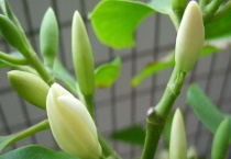 适合室内养的香花有哪些？