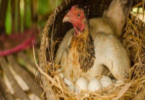 鸡产蛋下降综合症防治方法 鸡产蛋下降综合症临床症状