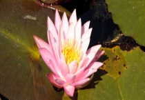 荷花的象征意义 附荷花的花语介绍