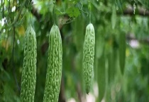 苦瓜的种植时间 苦瓜的种植环境要求