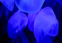 被水母蛰了有毒吗 被水母蛰了怎么办？