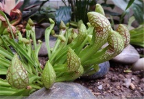 什么是鹦鹉瓶子草