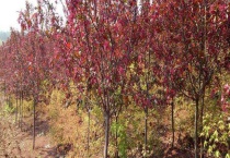 红叶李是落叶还是常绿植物 怎么移栽