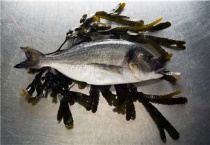 鲈鱼是海鱼吗？