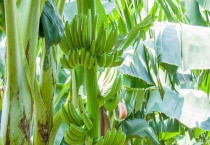 哪些水果适合种植在南方 这些水果的生活习性特点是什么？