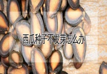 西瓜种子不发芽怎么办？