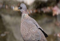 分辨斑鸠公母的方法 掌握这四种方法就行