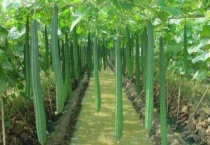 丝瓜几天发芽出土