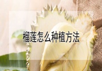 榴莲怎么种植多久？