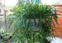 吊兰喜欢水吗？