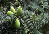 香榧树开花结果需要几年 附香榧树的生长环境