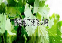 香菜剪了还能长吗？