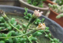 情人的眼泪怎么养