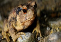 误食盘古蟾蜍中毒事件的原因 盘古蟾蜍的毒有多深 抓了有什么措施