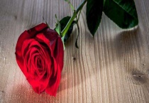 表达爱意的花有哪些？