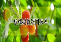 杨梅树雌雄同株吗？