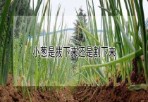 小葱是拔下来还是割下来