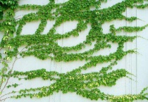 一年四季常绿爬墙植物有哪些？
