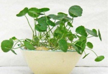 铜钱草开花了怎么修剪