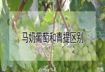 马奶葡萄和青提区别？