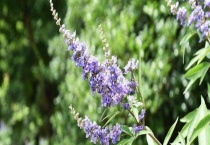 牡荆和黄荆的区别？