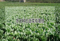 冬天种的蔬菜有哪些？
