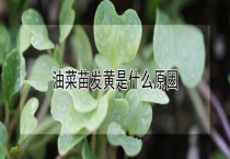 油菜苗发黄是什么原因？