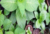 磷钾肥怎么浇花正确使用多久？