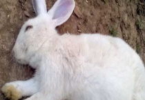 兔球虫病怎么治疗？兔球虫病的发病症状和预防多久？