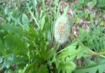 蒲公英叶子有刺吗？