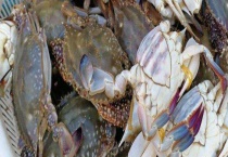 梭子蟹产地在哪里 附产地环境和常见种类