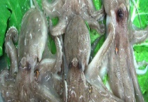 八爪鱼是否可以生吃 八爪鱼是不是鱼