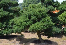 矮紫杉特点有哪些？